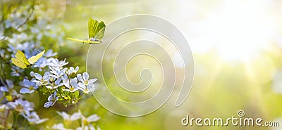 Easter spring flower background; flower and yellow butterfly Stock Photo