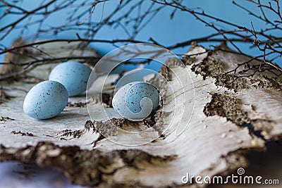Easter spring fresh composition . with spotted eggs on the birch Stock Photo