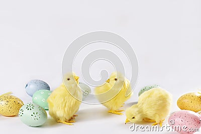 Easter still life with three chickens and eggs against white background Stock Photo