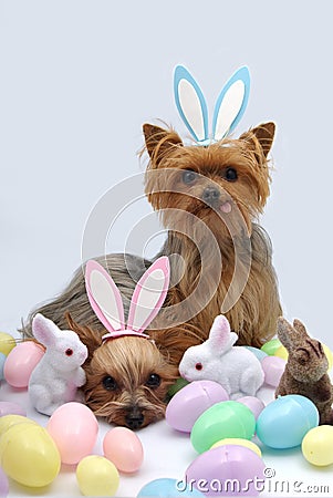 Easter Yorkshire terrier dogs Stock Photo