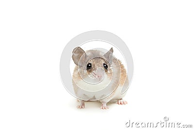 Eastern or arabian spiny mouse, Acomys dimidiatus Stock Photo