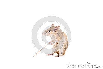 Eastern or arabian spiny mouse, Acomys dimidiatus Stock Photo