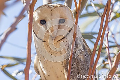 Eastern Barn Owl in South Australia Stock Photo