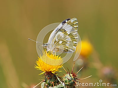 Eastern Bath White butterfly, Pontia edusa, Centaurea solstitialis Stock Photo