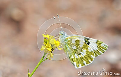 The Eastern bath white butterfly or Pontia edusa , butterflies of Iran Stock Photo