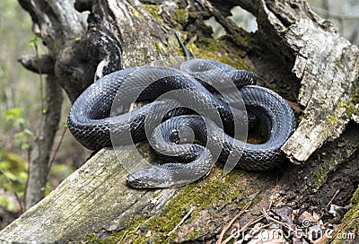 Eastern Black Rat Snake coiled on a log in Georgia woods