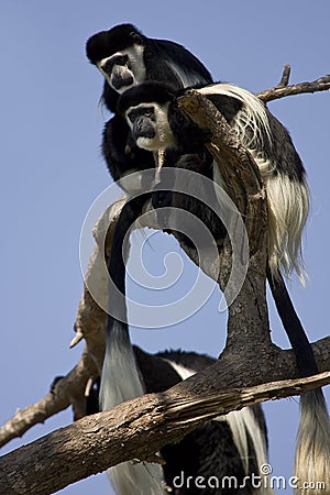 Eastern Black-and-white Colobus Stock Photo