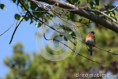 Eastern Blue Bird Stock Photo