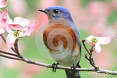 Eastern Bluebird Stock Photo