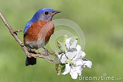 Eastern Bluebird Stock Photo