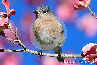 Eastern Bluebird Stock Photo