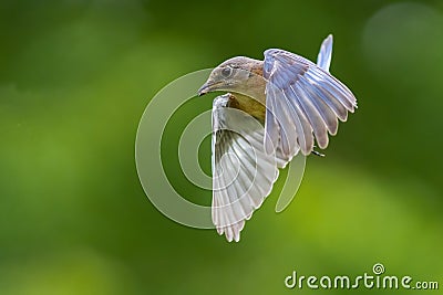 Eastern Bluebird with Insect Stock Photo