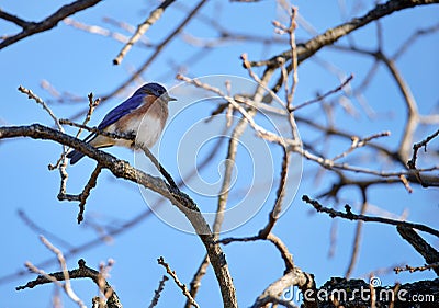 Eastern Bluebird perched on a tree branch in Texas winter Stock Photo