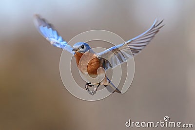 Eastern Bluebird Sialia sialis In Flight Stock Photo