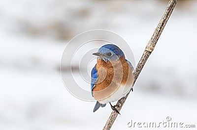 Eastern Bluebird male perched in February with snow on the ground Stock Photo