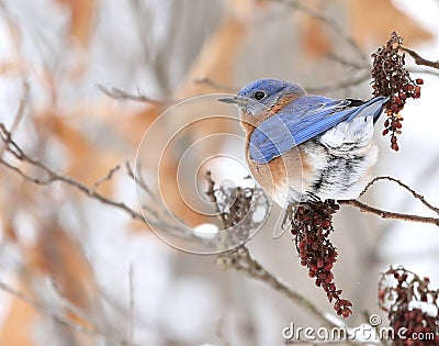 Eastern Bluebird Stock Photo