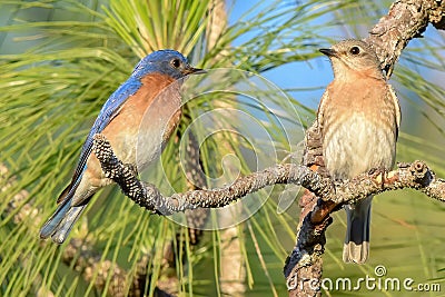 Eastern bluebirds Sialia sialis perched on long leaf pine tree as the male looks at female, pine needles and blue sky background Stock Photo