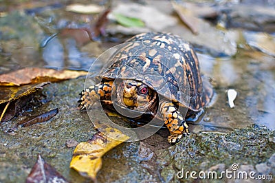 Eastern Box Turtle Stock Photo