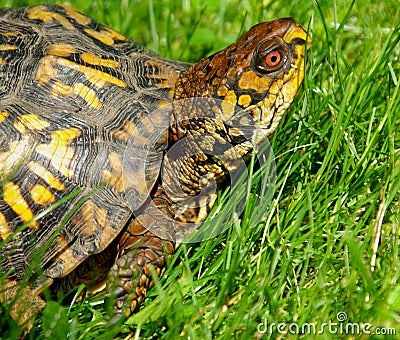 Eastern Box Turtle 3 Stock Photo