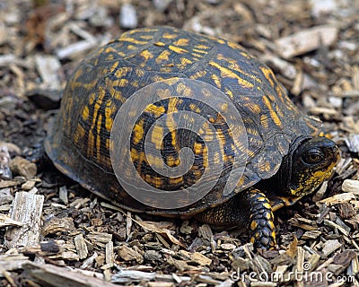 Eastern Box Turtle Stock Photo