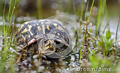 Eastern BoxTurtle Stock Photo