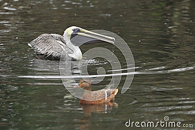 Eastern brown pelican Stock Photo