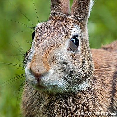 Eastern brown rabbit Stock Photo