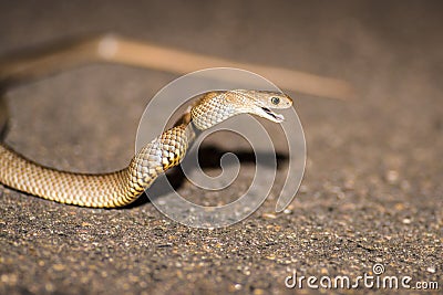 Eastern brown snake, Australia Stock Photo