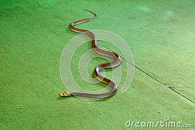 Eastern brown snake Pseudonaja textilis indoor on green carpet Stock Photo