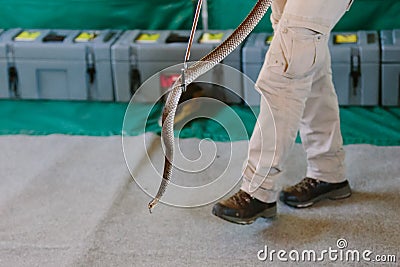 Eastern brown snake at snake show Stock Photo