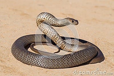 Eastern Brown Snake Stock Photo