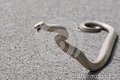 Eastern Brown Snake, Sydney, Australia Stock Photo