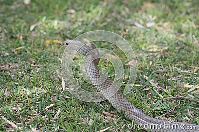 Eastern Brown Snake, Sydney, Australia Stock Photo