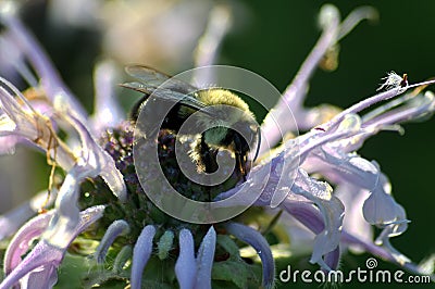 A bee pollinating a Bee Balm flower Stock Photo