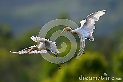 Eastern Cattle Egret Stock Photo