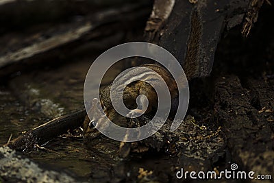 Eastern Chipmunk taking a drink Stock Photo