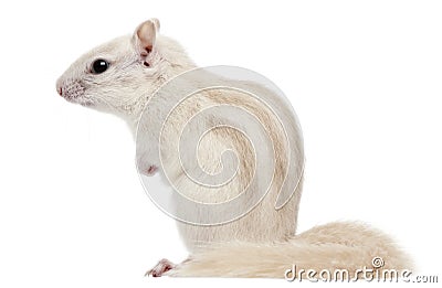 Eastern Chipmunk, Tamias striatus, 2 years old Stock Photo