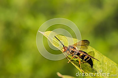 Eastern Cicada Killer Stock Photo