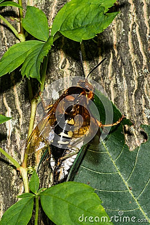 Eastern Cicada Killer - Sphecius speciosus Stock Photo