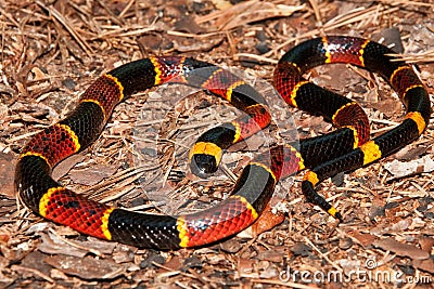 Eastern Coral Snake (Micrurus fulvius) Stock Photo