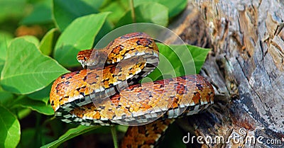 Eastern Corn Snake Stock Photo