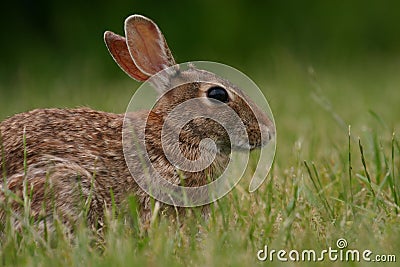 Eastern cottontail rabbit Stock Photo