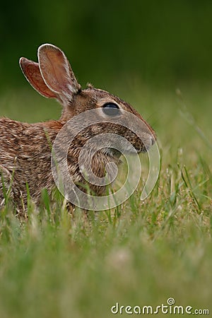 Eastern cottontail rabbit Stock Photo