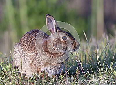 Eastern Cottontail Rabbit Stock Photo