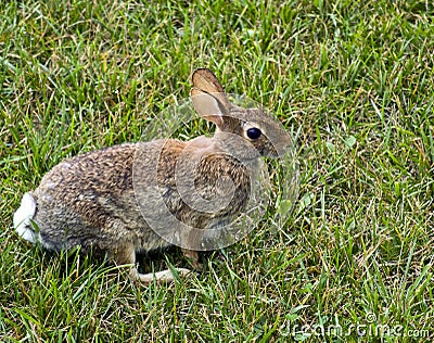 Eastern Cottontail Rabbit Stock Photo