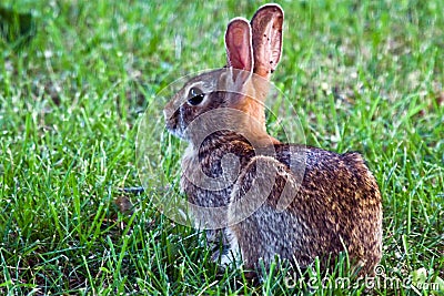 Eastern Cottontail Rabbit Stock Photo