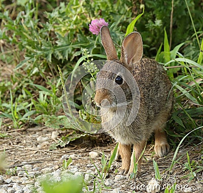 Eastern Cottontail Rabbit Stock Photo