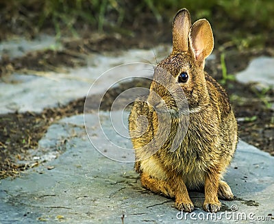 Eastern Cottontail Rabbit Stock Photo