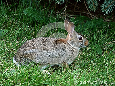 Eastern Cottontail Rabbit Sylvilagus floridanus Stock Photo