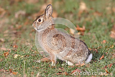 Eastern Cottontail Rabbit Sylvilagus floridanus Stock Photo